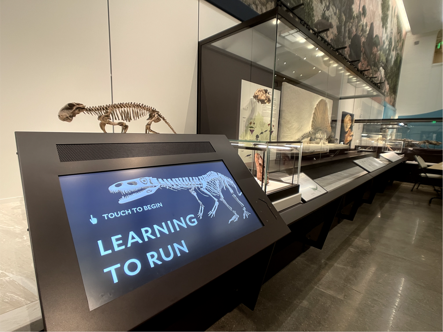 A 'Learning to Run' touchscreen interactive beside a fossil skeleton and mineral display case
