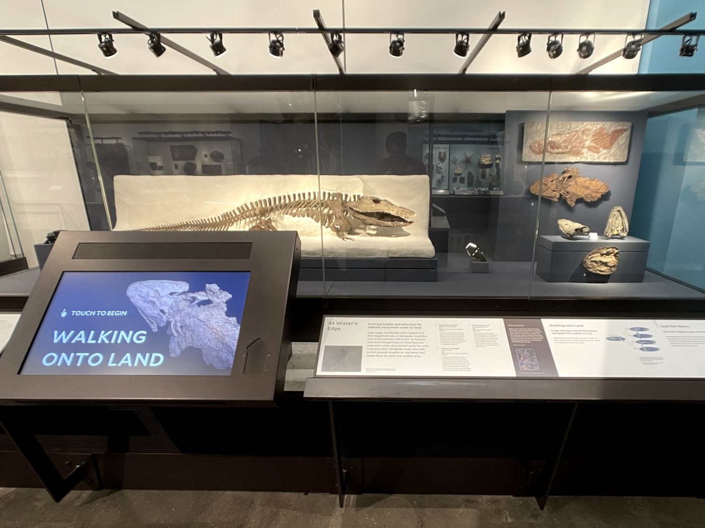 The touchscreen kiosk installed in the Yale Peabody Museum's At Water's Edge gallery, beside the tetrapod skeleton and fossils it interprets.